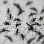 Dengue: técnica com bactéria reduz casos e protege seis milhões no Brasil
