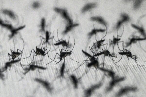 Dengue: técnica com bactéria reduz casos e protege seis milhões no Brasil