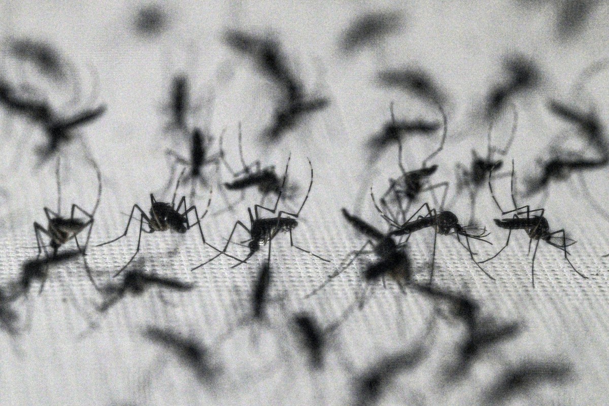 Dengue: técnica com bactéria reduz casos e protege seis milhões no Brasil